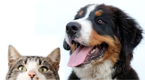 Seguros de mascotas y su potencial crecimiento