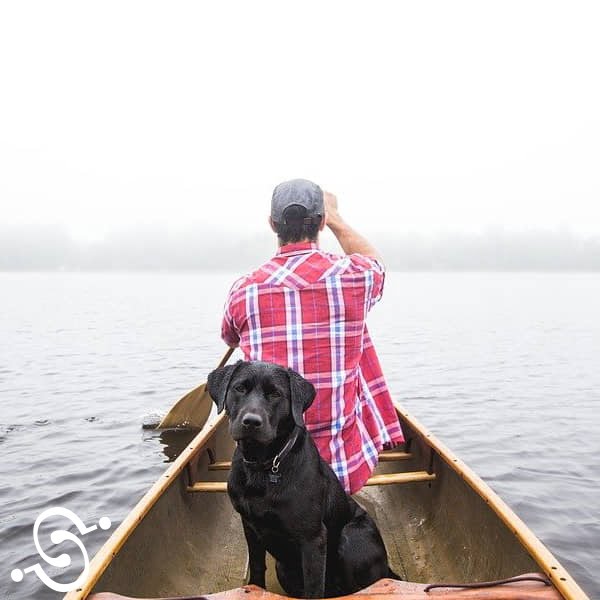 seguros de hogar mascotas